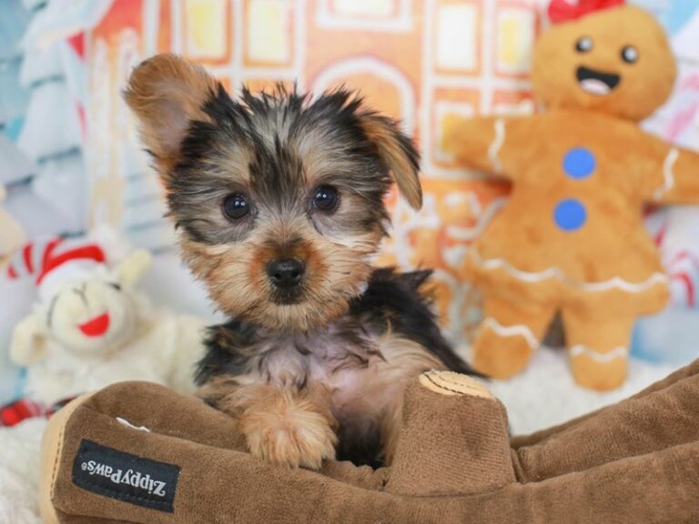 Yorkshire Terrier