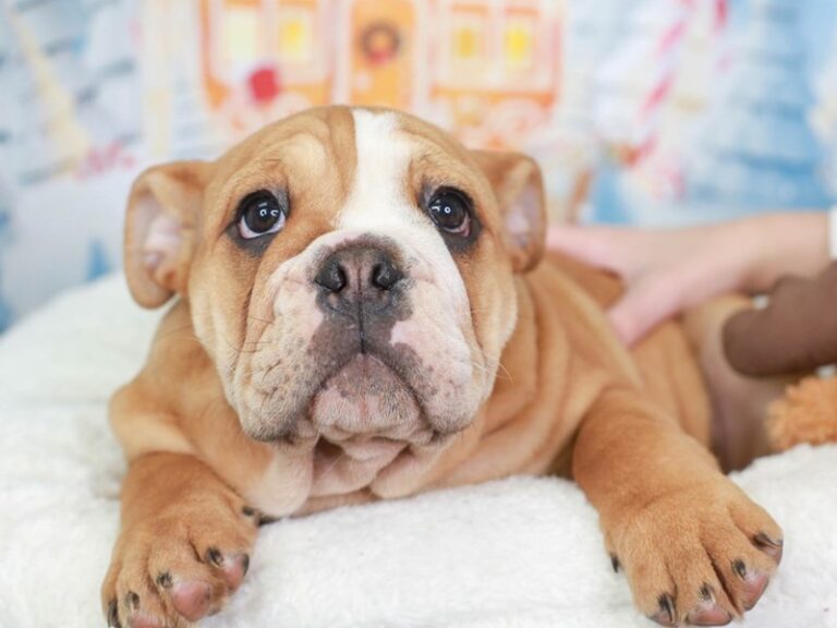 English Bulldog