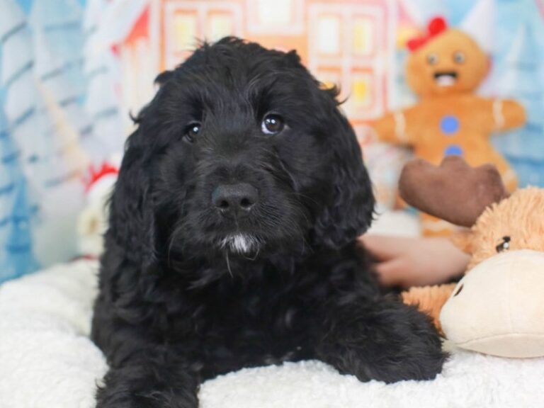 Mini Mountain Goldendoodle