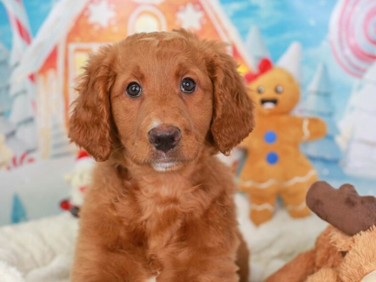 Mini Mountain Goldendoodle