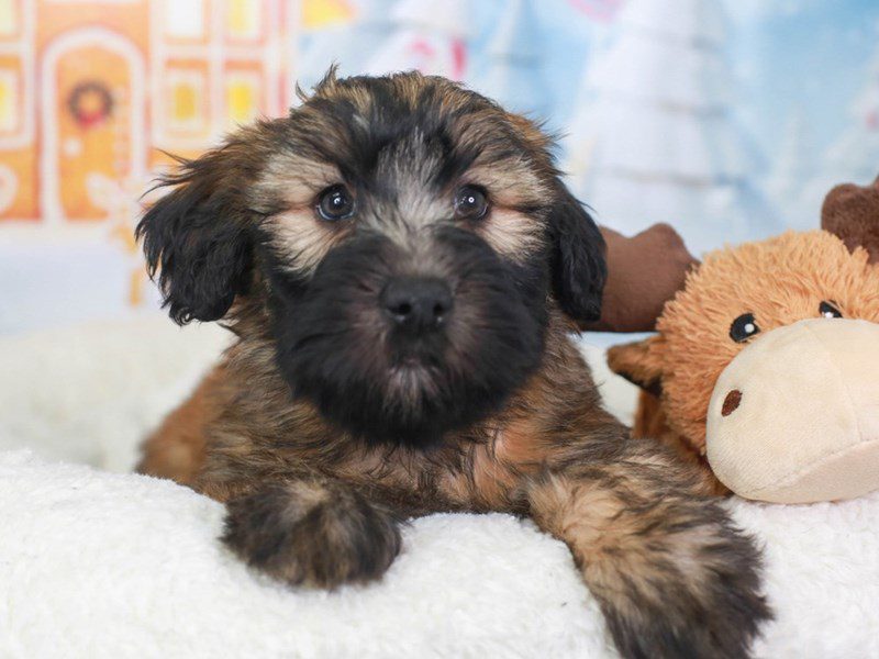 Soft Coated Wheaten Terrier-Female-wheaten-3416512-Animal Kingdom | Puppies N Love