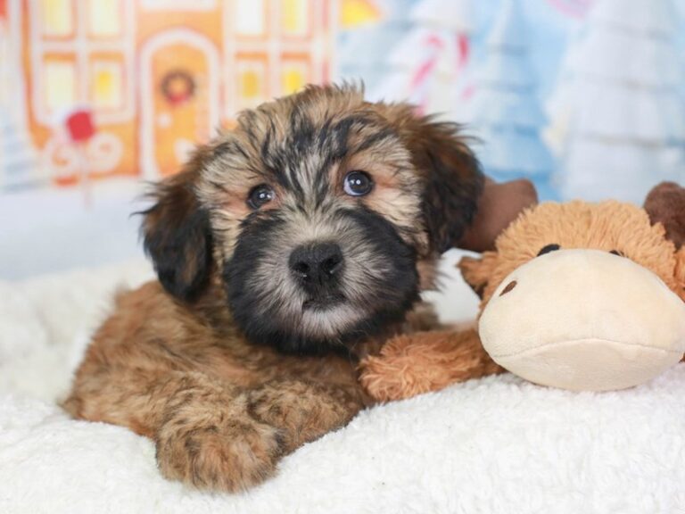 Soft Coated Wheaten Terrier