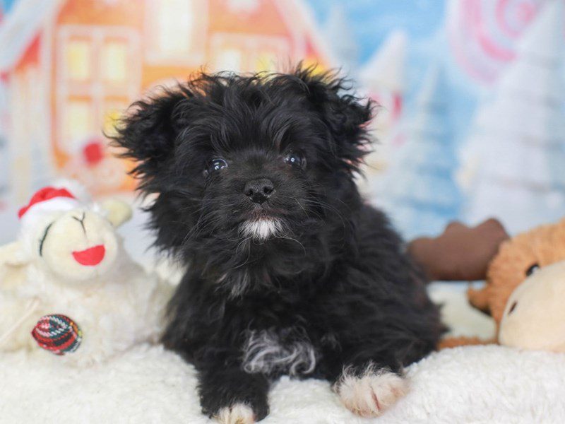 Pomapoo-Female-blk & wh-3416572-Animal Kingdom | Puppies N Love