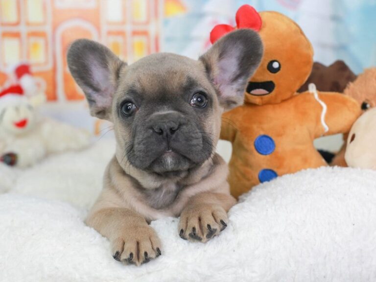 French Bulldog