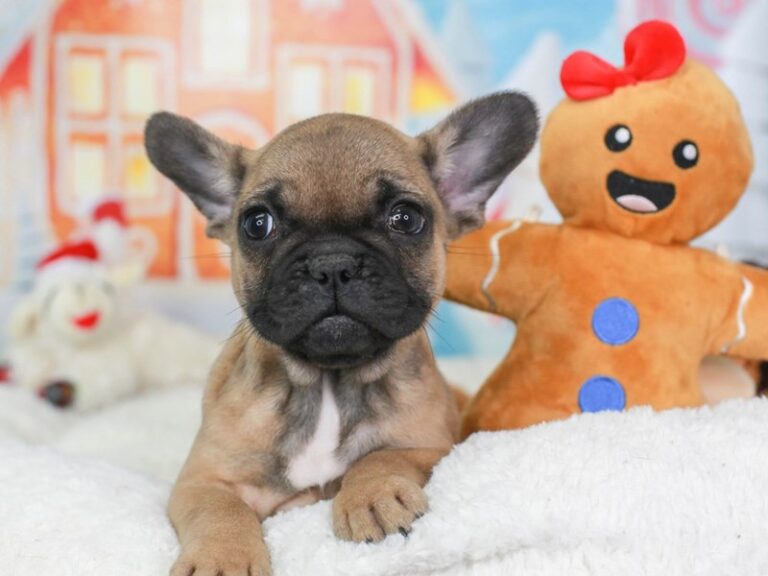 French Bulldog