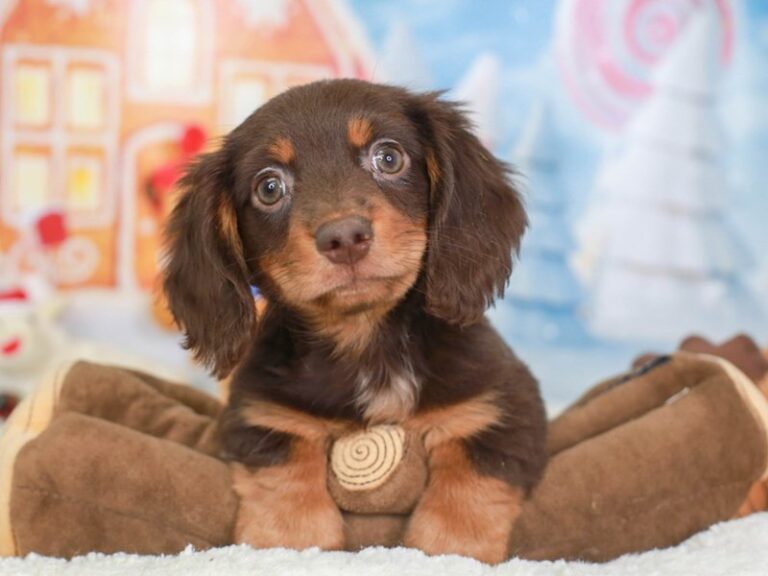Dachshund