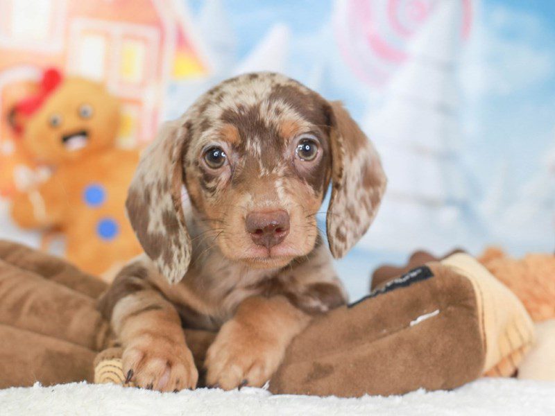 Merle weiner sales dog