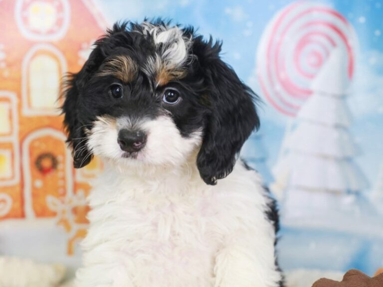 Mini Bernedoodle