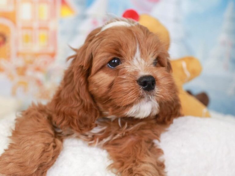 Cavapoo