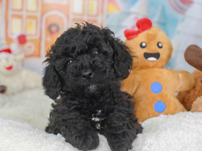 Shih Poo-Female-BLACK-3416346-Animal Kingdom | Puppies N Love