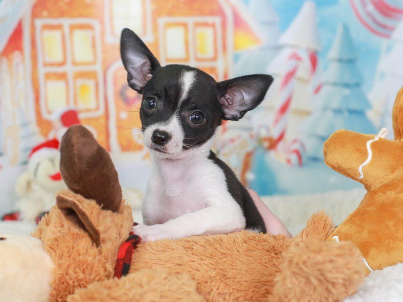 Black and white chihuahua shop for sale