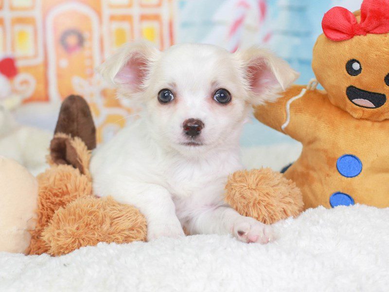 Teddy bear shop chihuahua puppies sale