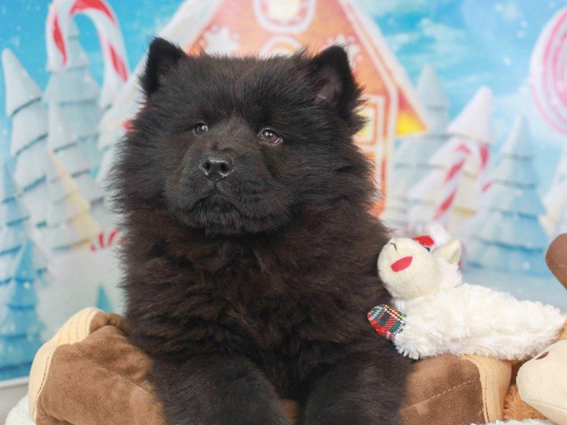 Chow Chow-Female-BLACK-3416201-Animal Kingdom | Puppies N Love