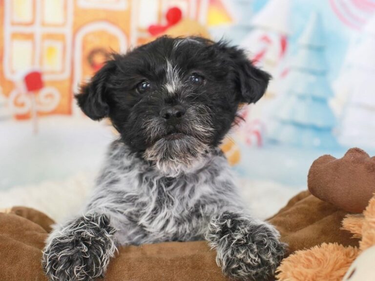 Shih Poo