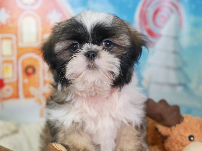Shih Tzu