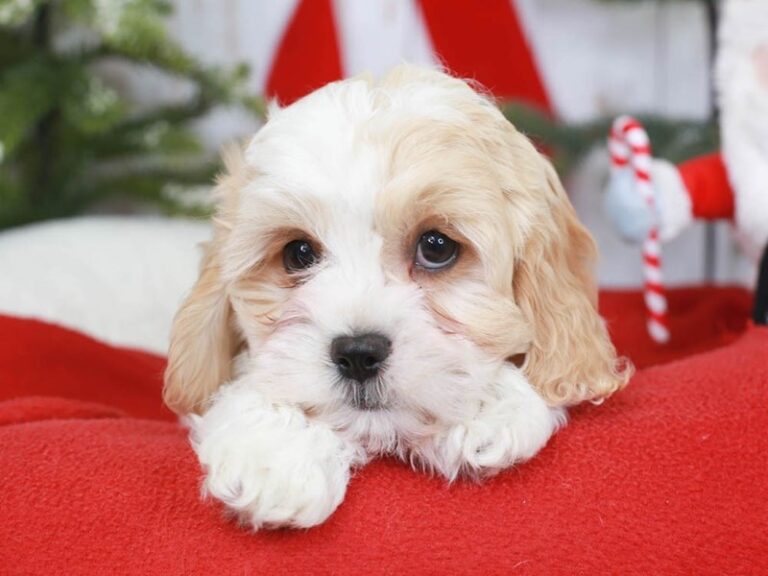 Cavachon