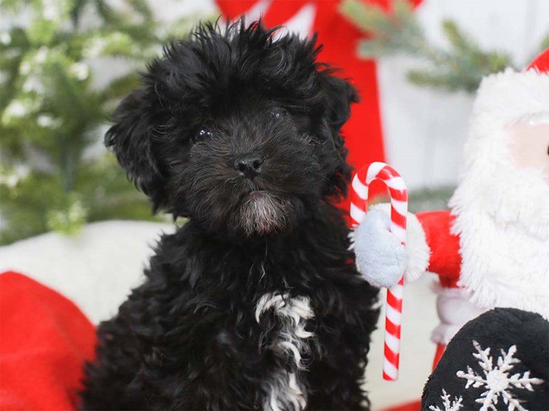 Morkiepoo-Female-blk-3426024-Animal Kingdom | Puppies N Love