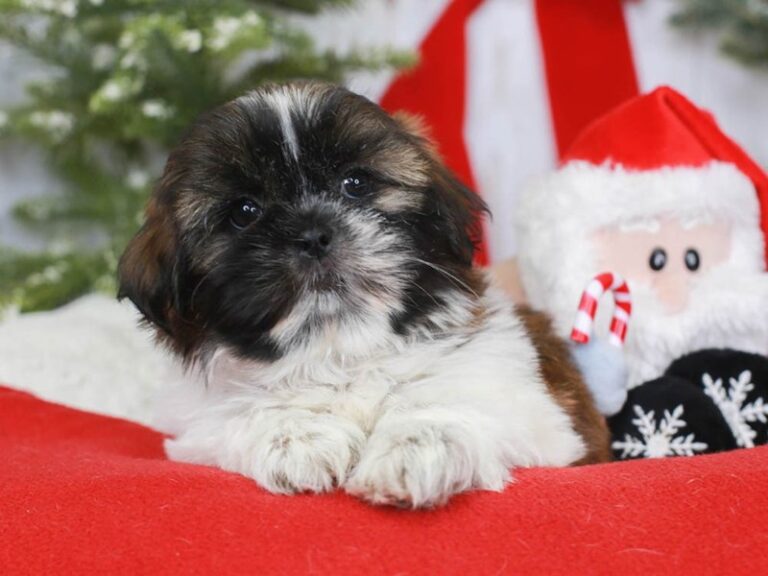 Shih Tzu