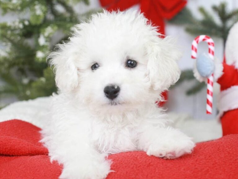 Bichon Frise