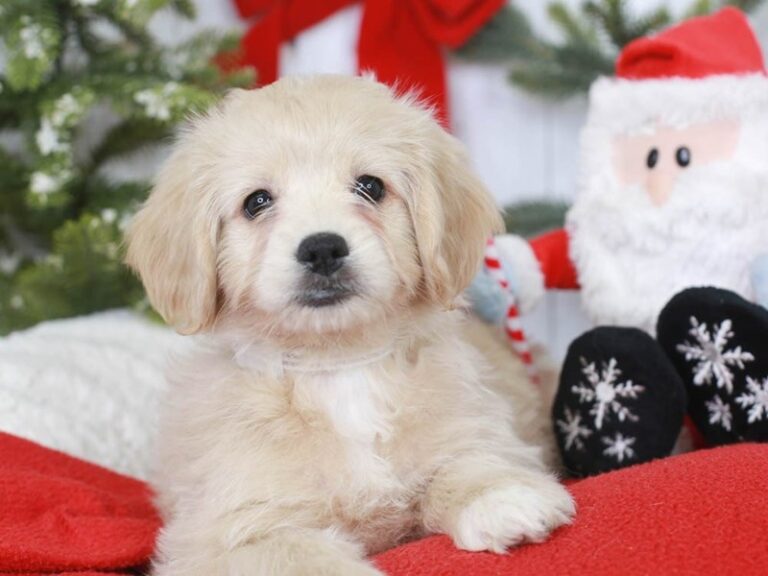 Mini Goldendoodle
