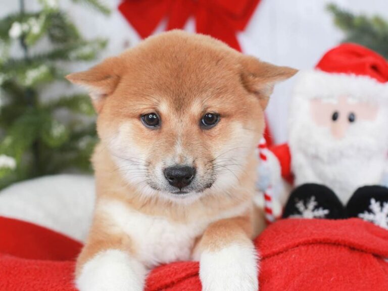 Shiba Inu