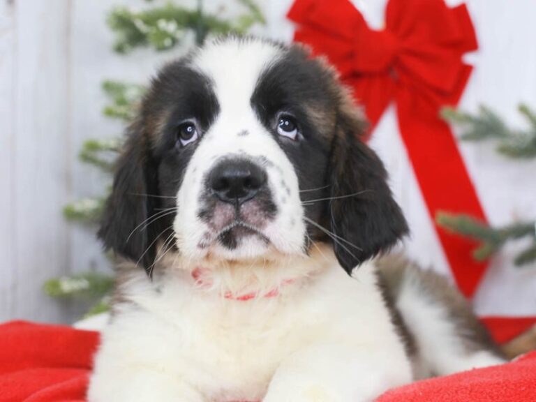 Saint Bernard