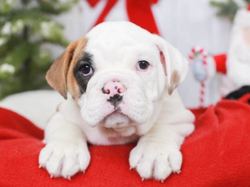 Victorian Bulldog-Male-rd & wh-3426497-Animal Kingdom | Puppies N Love