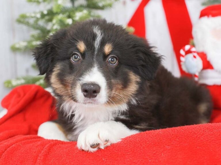 Australian Shepherd