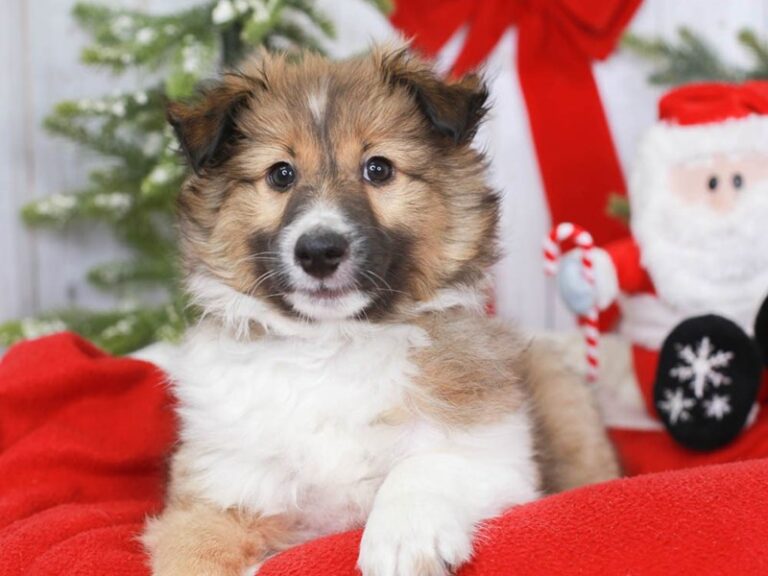 Shetland Sheepdog