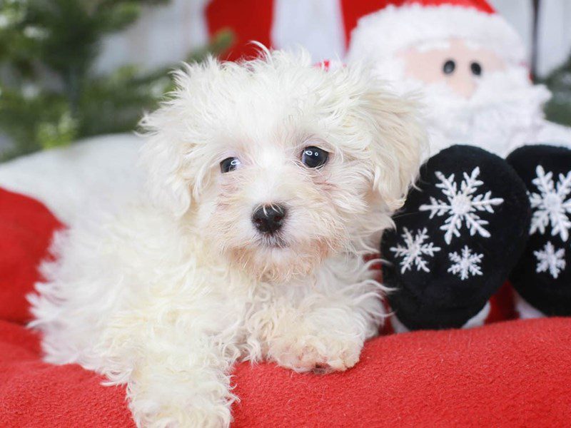 Morkiepoo-Female-cr-3426022-Animal Kingdom | Puppies N Love