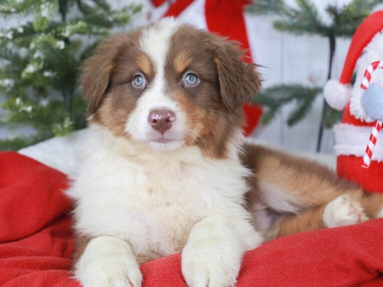 Australian Shepherd