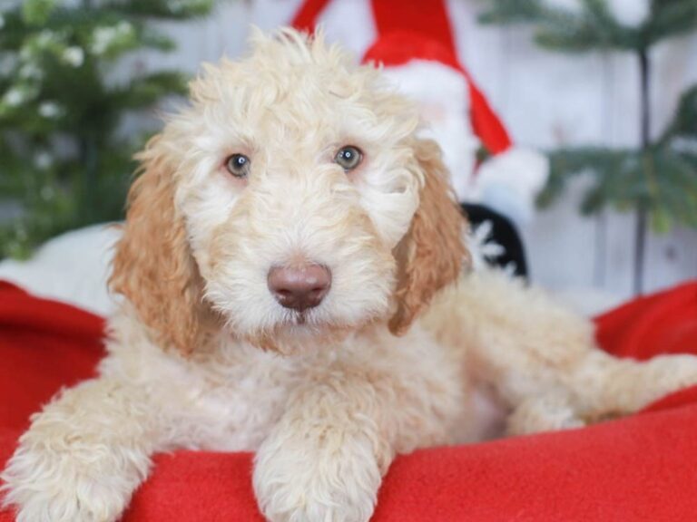 Goldendoodle