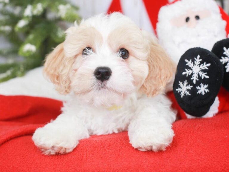 Cavachon