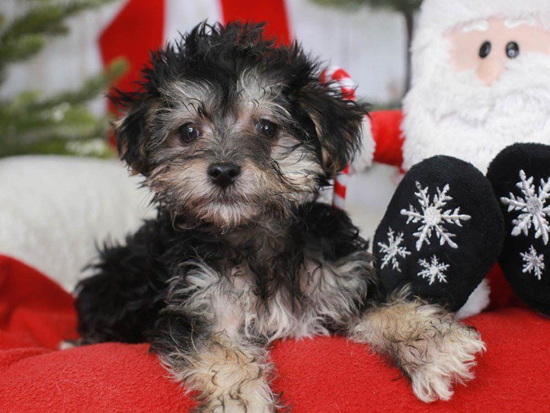 Morkiepoo-Male-blk & tn-3426021-Animal Kingdom | Puppies N Love