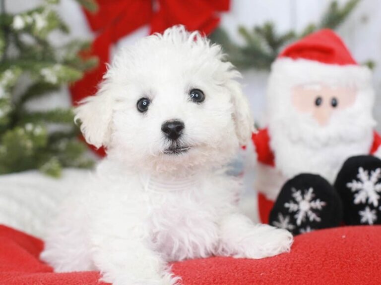 Bichon Frise