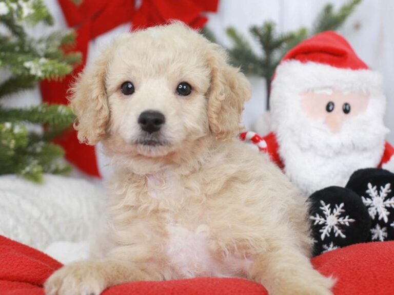 Mini Goldendoodle