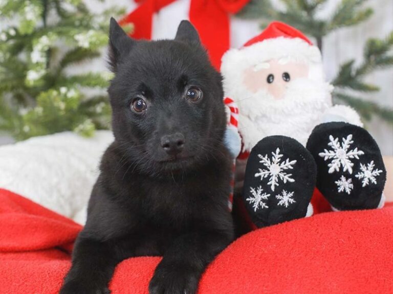 Schipperke