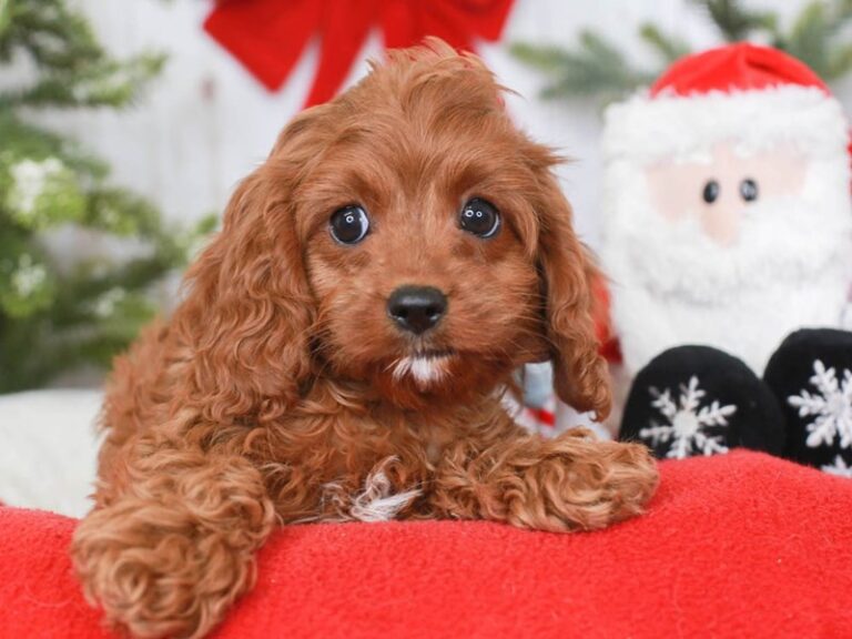 Cavapoo