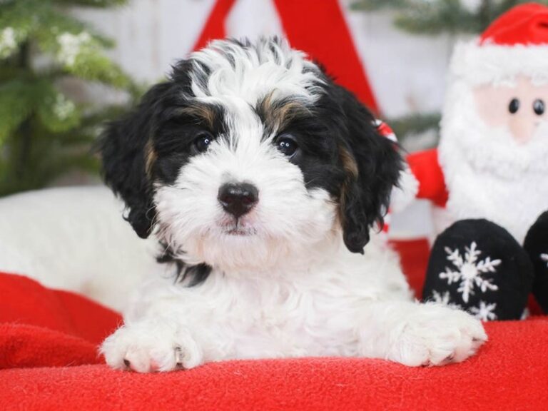 Mini Bernedoodle
