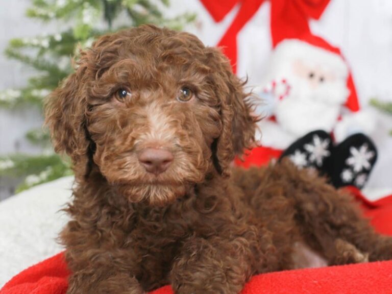 Goldendoodle