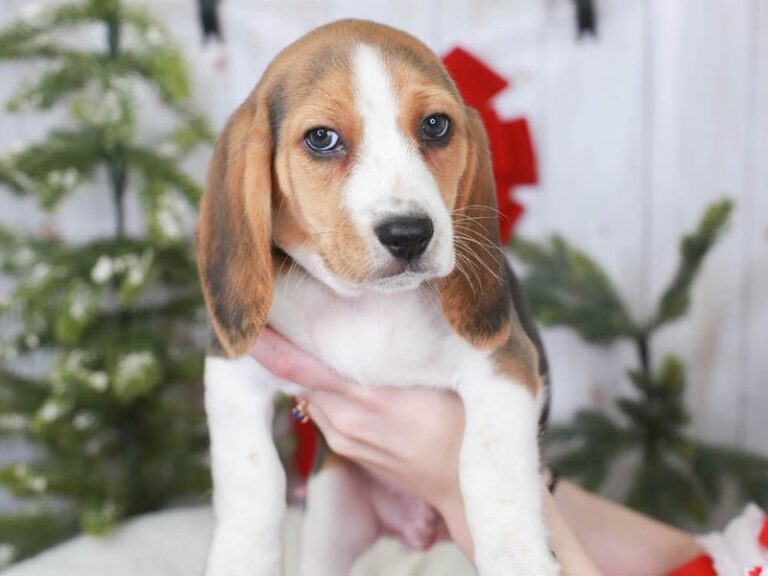 Beagle