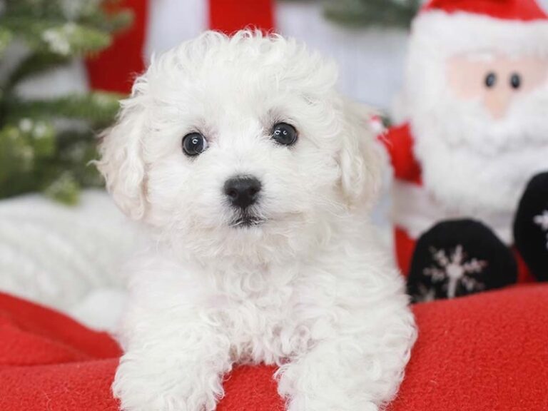 Bichon Frise