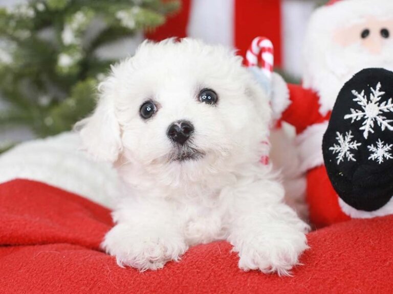 Bichon Frise