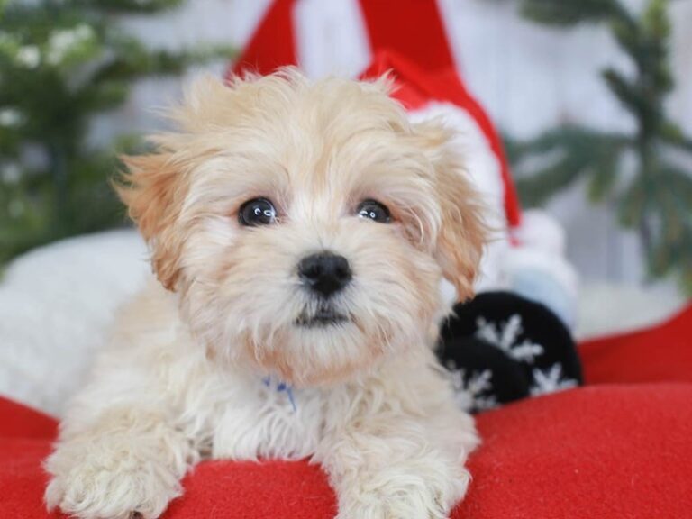 Maltipoo
