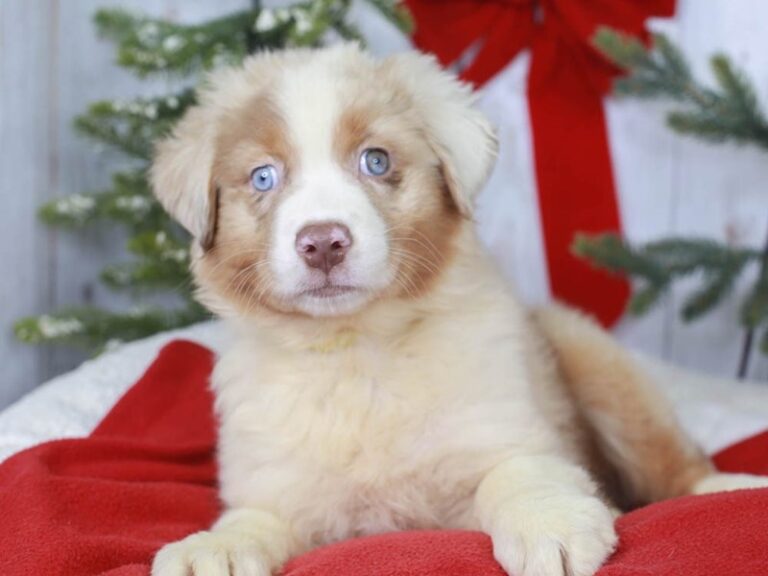 Australian Shepherd