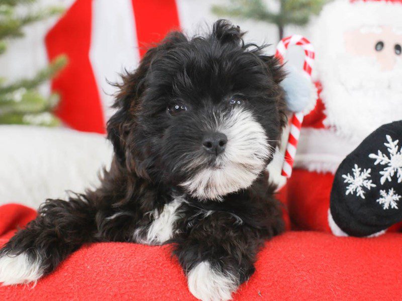 Shih Poo-Female-BLACK & WHITE-3425539-Animal Kingdom | Puppies N Love