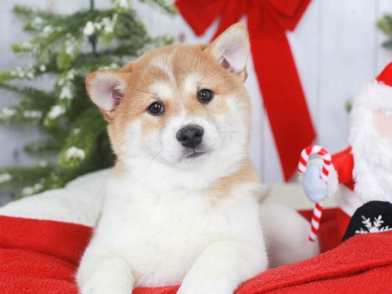 Shiba Inu