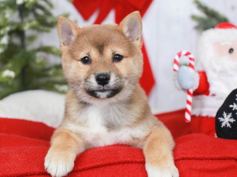 Shiba Inu