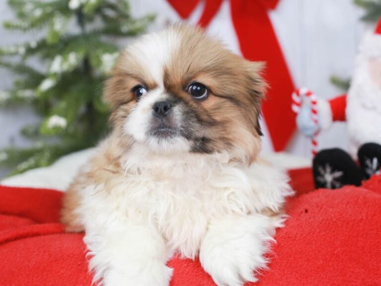 Pekingese
