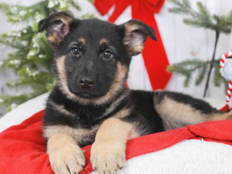 German Shepherd